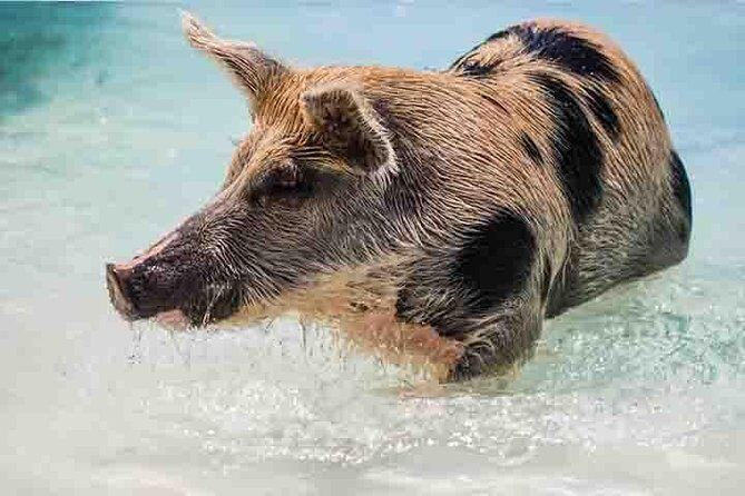 Swim with Pigs on a Tropical Island - Pickup, ride time, and what the full 4 hours tends to include