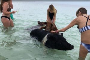 Swim with Pigs on a Tropical Island - The pig encounter: feeding, wading, and holding piglets