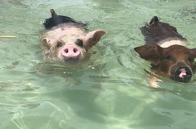 Swim with Pigs on a Tropical Island - What to do about the messy-water reality