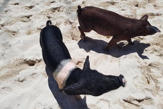 Swim with Pigs on a Tropical Island - Crystal Beach time: beach chairs, food, photos, and what you pay for