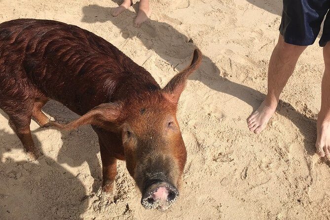 Swim with Pigs on a Tropical Island - West End in about an hour: village vibes and sea views