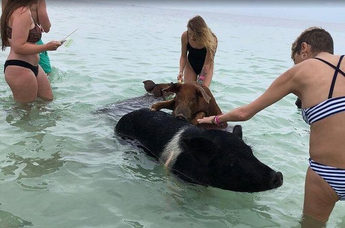 Swim with Pigs on a Tropical Island - Price and value: is $95.99 worth it?