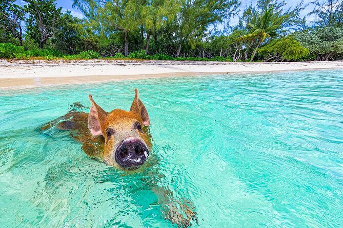 Swimming Pigs and Pearl Island Beach Escape - Pig Beach Near Nassau: What Swimming Actually Means