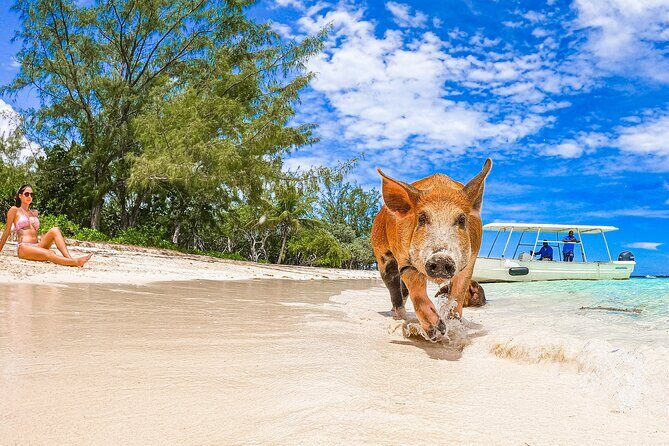 Swimming Pigs and Pearl Island Beach Escape - Price and Value: Is $174 a Good Deal?
