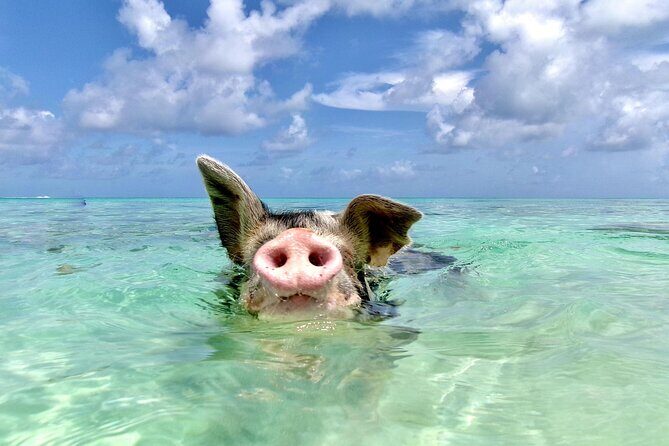 Swimming Pigs and Private Beach Club Escape - Key highlights worth planning around