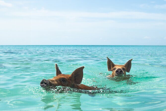Swimming Pigs and Private Beach Club Escape - The pig encounter: what you should expect from the water time