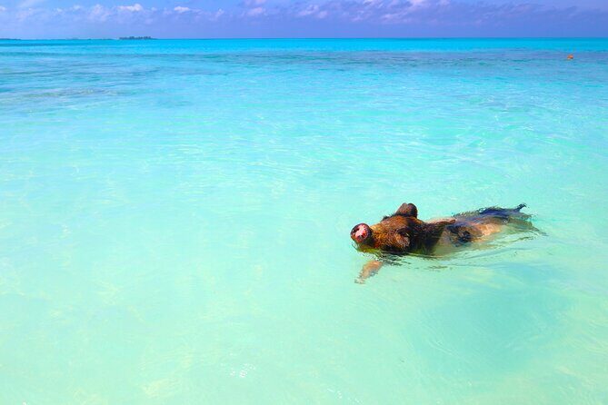 Swimming Pigs and Private Beach Club Escape - The beach club escape: shade, chairs, and real downtime