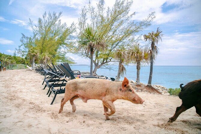 Swimming Pigs Of Rose Island & Beach Day - Group Tour - The Boat Ride Through Nassau Icons: Atlantis, Pearl Island, and Gilligan’s Island
