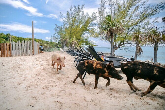 Swimming Pigs Of Rose Island & Beach Day - Group Tour - Food and Drinks: Bring Money for Lunch and Beach Bar Costs