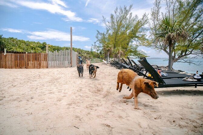 Swimming Pigs Of Rose Island & Beach Day - Group Tour - Timing and Group Size: Why the Day Can Stretch Longer