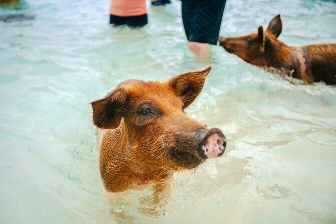 Swimming Pigs Of Rose Island & Beach Day - Group Tour - Service Quality: The Staff Makes a Big Difference