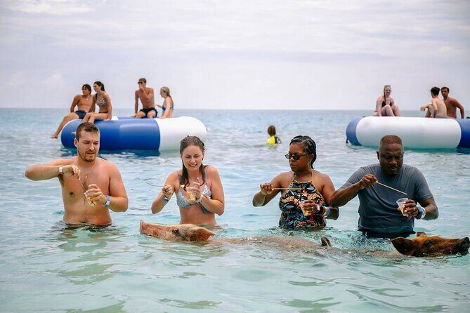 Swimming Pigs Of Rose Island Water Taxi Nassau Bahamas - Nassau to Rose Island: Why This Pig Day Works for Tight Schedules