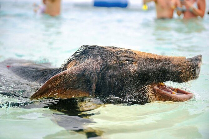 Swimming Pigs Of Rose Island Water Taxi Nassau Bahamas - Rose Beach Conditions: Rocky Entry, Strong Surf, and Where to Sit