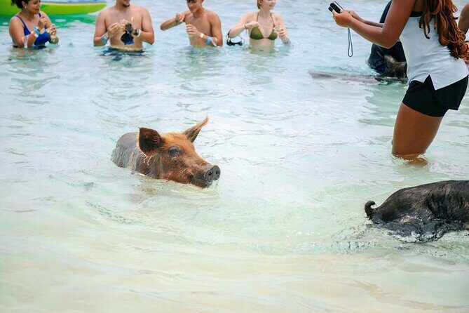 Swimming Pigs Of Rose Island Water Taxi Nassau Bahamas - What Else You Can Do on the Island (Besides Pigs)