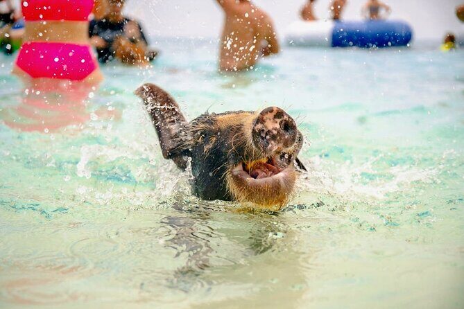 Swimming Pigs Of Rose Island Water Taxi Nassau Bahamas - Timing Tips: How to Keep Your Day From Running Behind