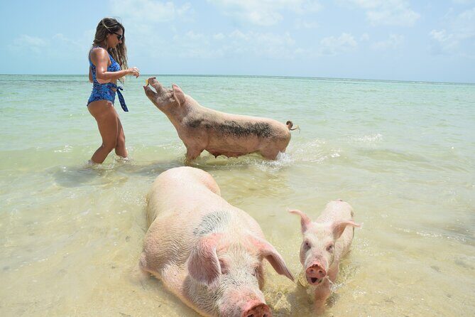 Swimming with Pigs in Nassau, Transportation Included - The Rose Island Pig-Swim Essentials