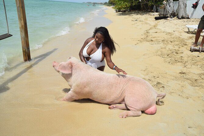 Swimming with Pigs in Nassau, Transportation Included - A Nassau Pig Swim That Feels Like a Beach Day, Not a Production