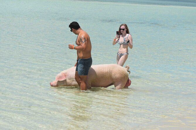 Swimming with Pigs in Nassau, Transportation Included - The Pig Encounter: Feeding, Petting, and Swimming When Conditions Cooperate
