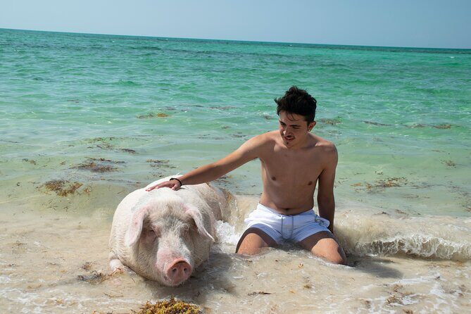 Swimming with Pigs in Nassau, Transportation Included - Lunch and Beach-Shack Food: Built Into the Value