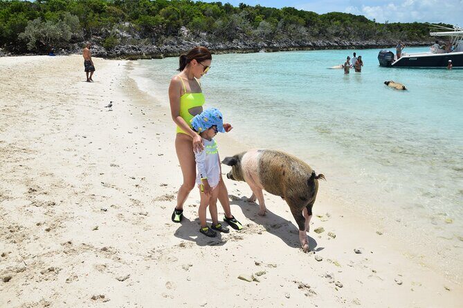 Swimming with Pigs in Nassau, Transportation Included - Price Check: Why $179 Can Make Sense (and When It Doesn’t)