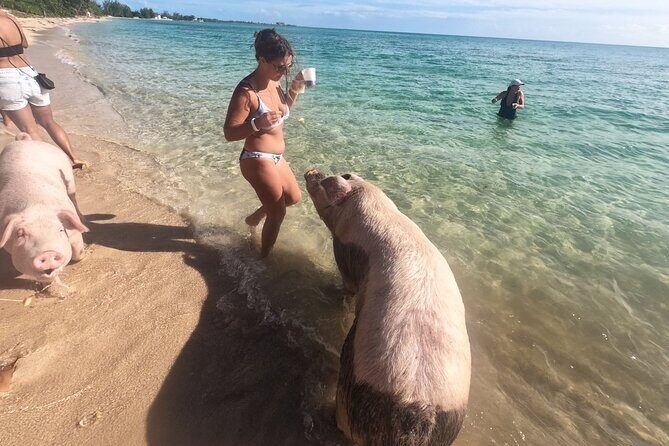 Ultimate SeaXscape Pigs/Turtles/Snorkel/Lunch/Drinks/PU/DO - Ultimate SeaXscape: What You’re Paying For (and What You Actually Get)