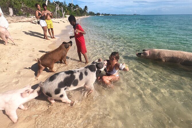 Ultimate SeaXscape Pigs/Turtles/Snorkel/Lunch/Drinks/PU/DO - Sea Turtles: How the Tour Sets You Up for the Best Shot